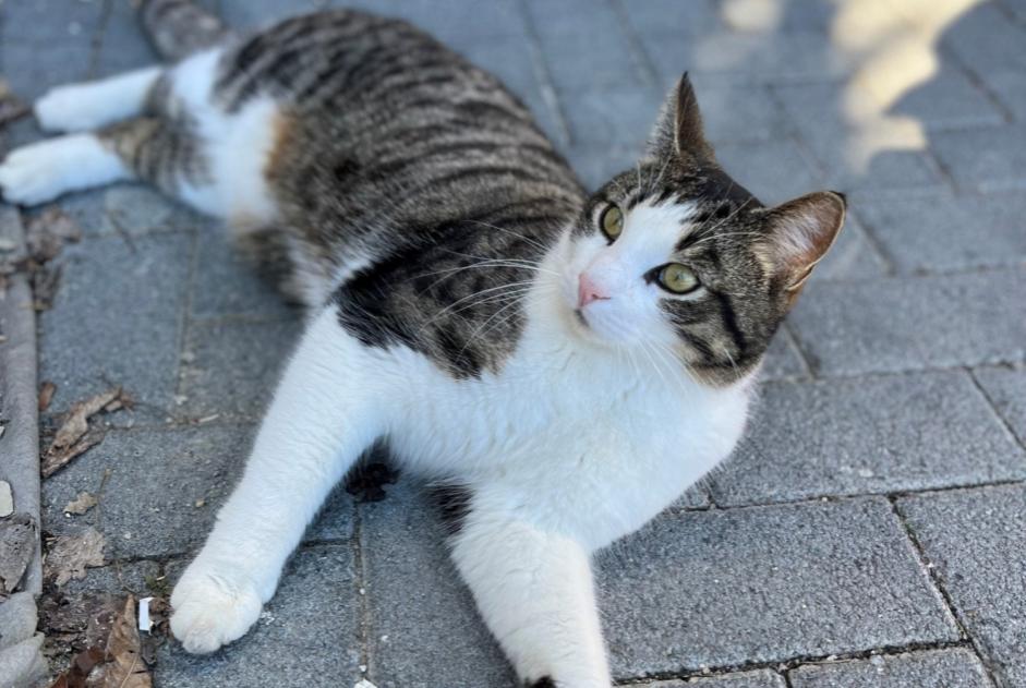 Alerta de Desaparición Gato cruce Macho , 4 años Crans-Montana Suiza