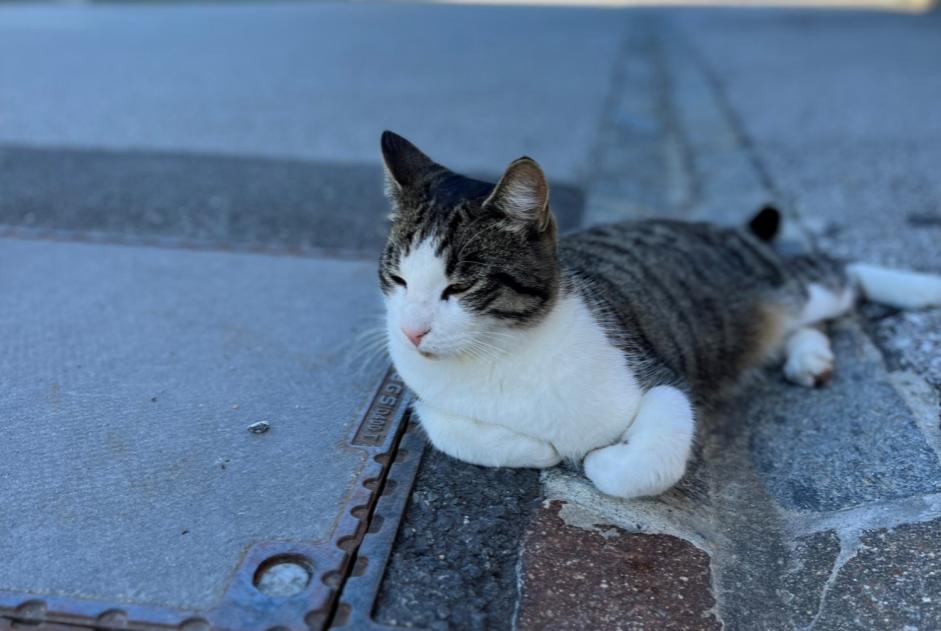 Alerta de Desaparición Gato cruce Macho , 4 años Crans-Montana Suiza