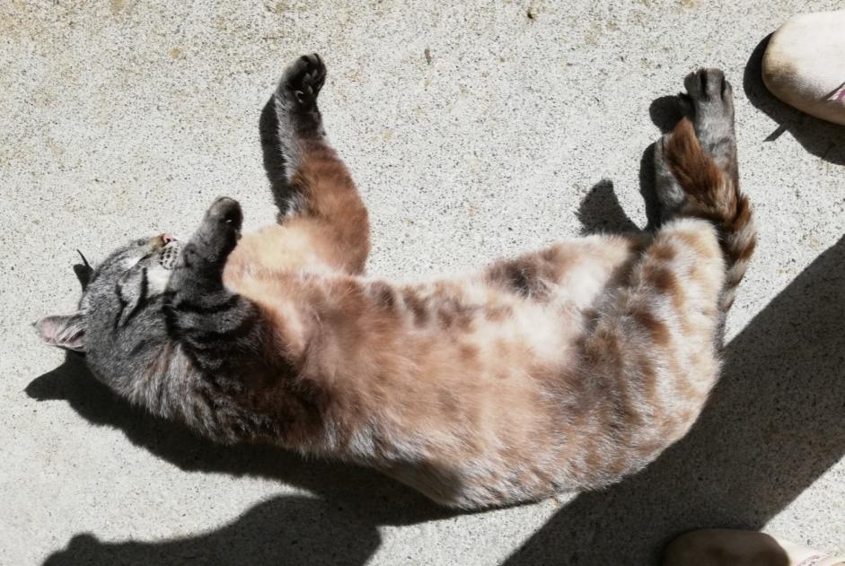 Alerta de Desaparición Gato  Macho , 4 años Lanvollon Francia