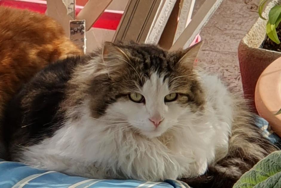 Alerta de Desaparición Gato Macho , 3 años Mouriès Francia