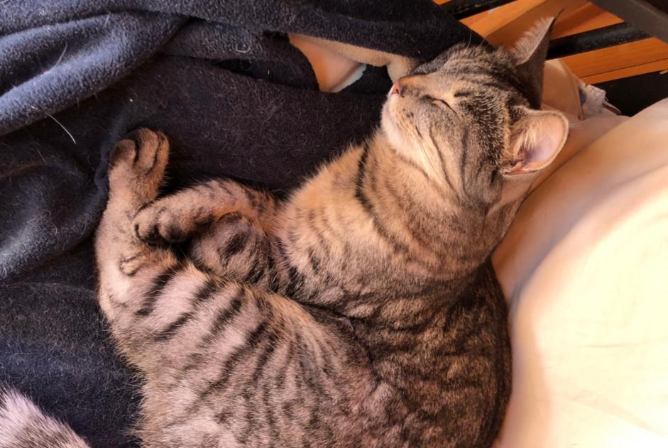 Alerta de Desaparición Gato cruce Hembra , 2 años Gryon Suiza