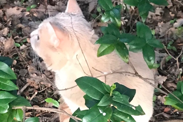 Alerta de Desaparición Gato cruce Macho , 2 años Le Cannet-des-Maures Francia