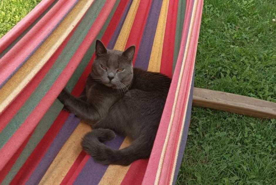 Alerta de Desaparición Gato  Macho , 3 años Rémilly Francia
