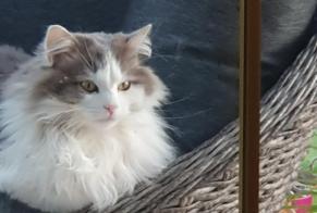 Alerta de Desaparición Gato Macho , 5 años Dracy-Saint-Loup Francia