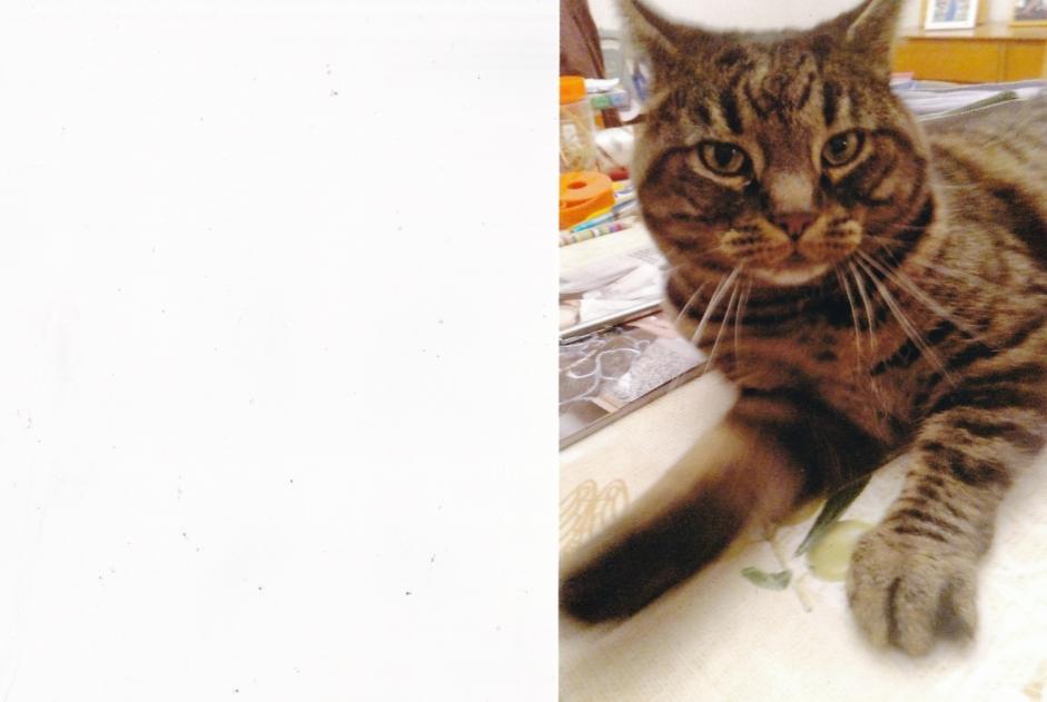 Alerta de Desaparición Gato  Macho , 5 años La Grande Béroche Suiza