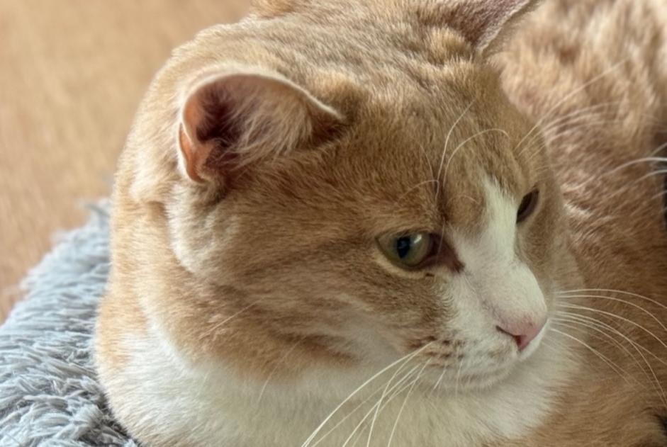 Alerta de Desaparición Gato Macho , 40 años Cortaillod Suiza