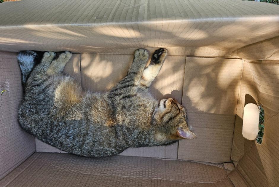 Alerta de Hallazgo Gato Desconocido Bou Francia