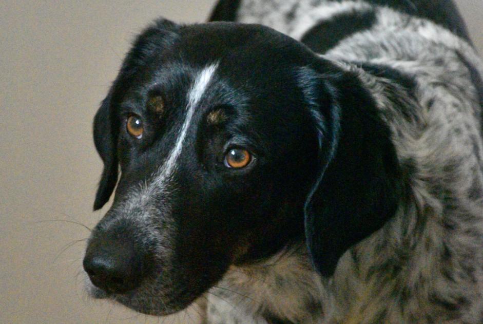 Alerta de Desaparición Perro cruce Macho , 4 años Saint-Génies-de-Malgoirès Francia