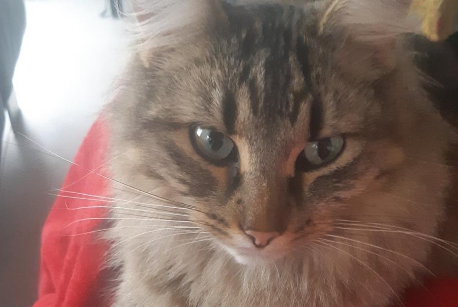 Alerta de Desaparición Gato cruce Macho , 2 años Theys Francia