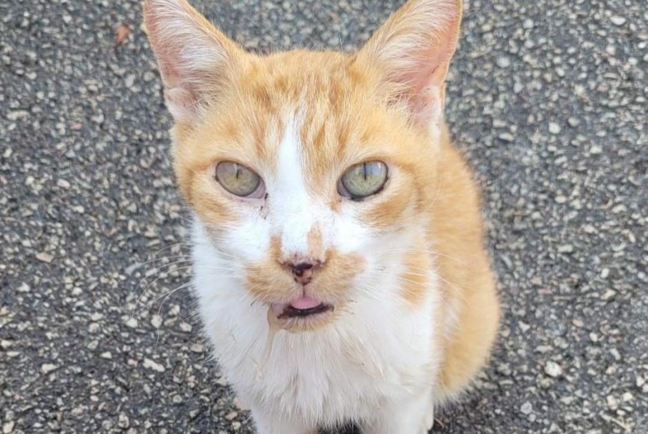 Alerta de Hallazgo Gato Macho Migennes Francia