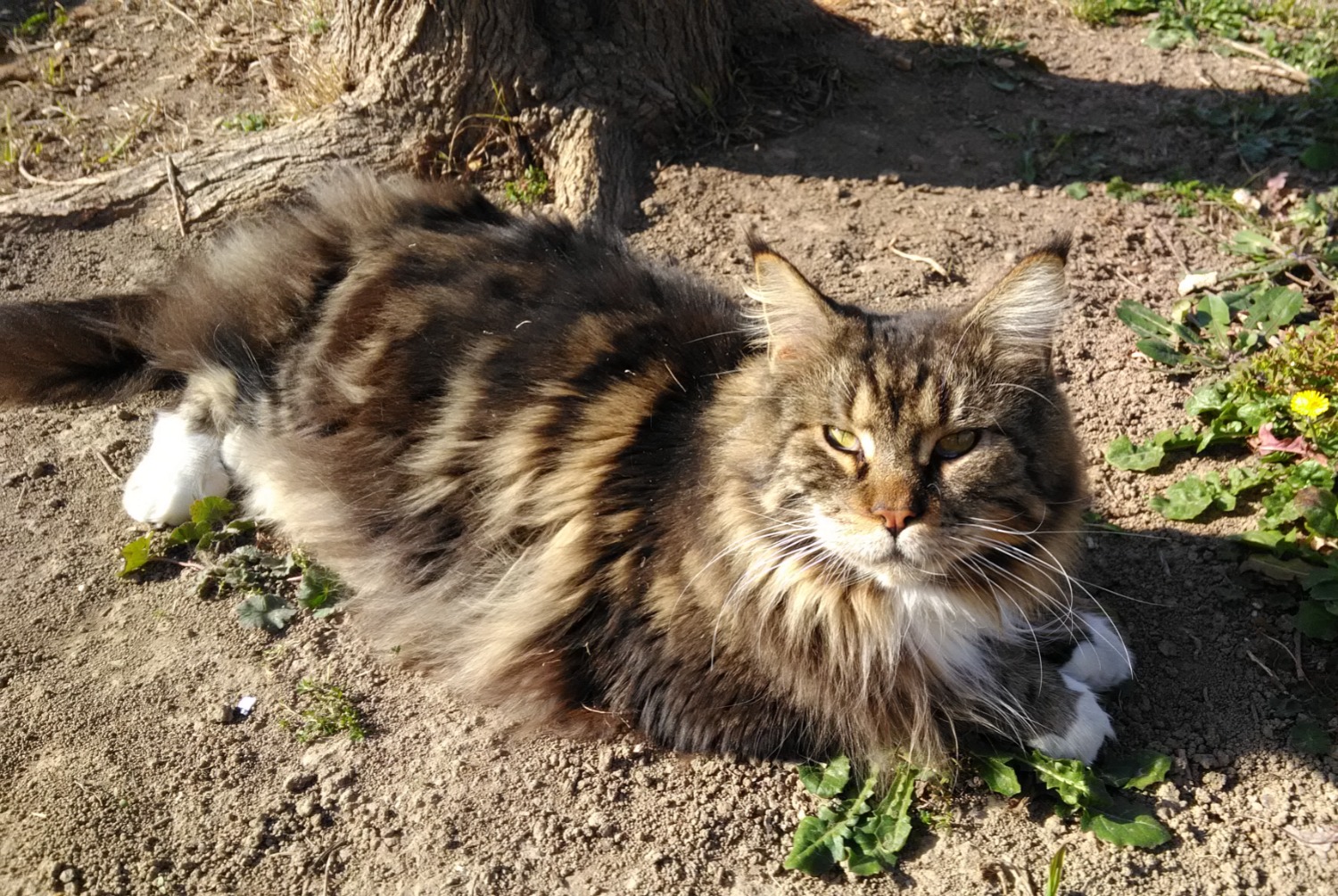 Alerta de Desaparición Gato  Macho , 5 años Jonquières-Saint-Vincent Francia