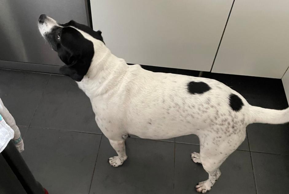 Alerta de Hallazgo Perro cruce Hembra Issy-les-Moulineaux Francia