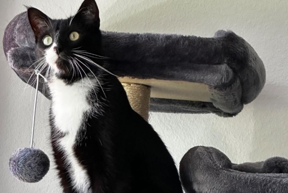 Alerta de Desaparición Gato cruce Macho , 3 años Haut-Intyamon Suiza