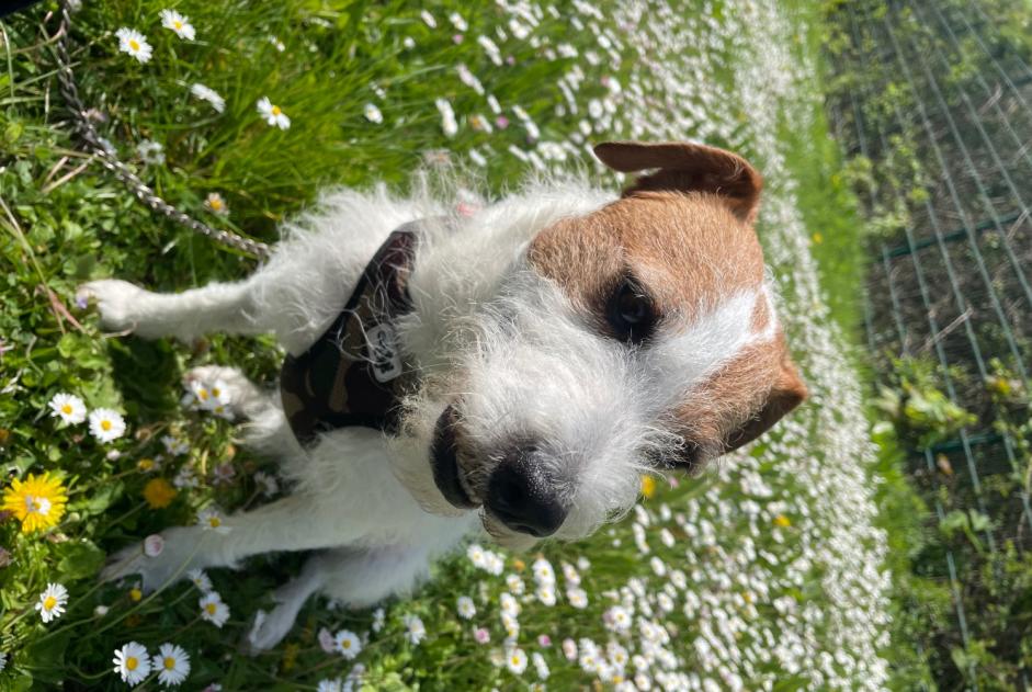 Alerta de Desaparición Perro  Macho , 8 años Noisiel Francia