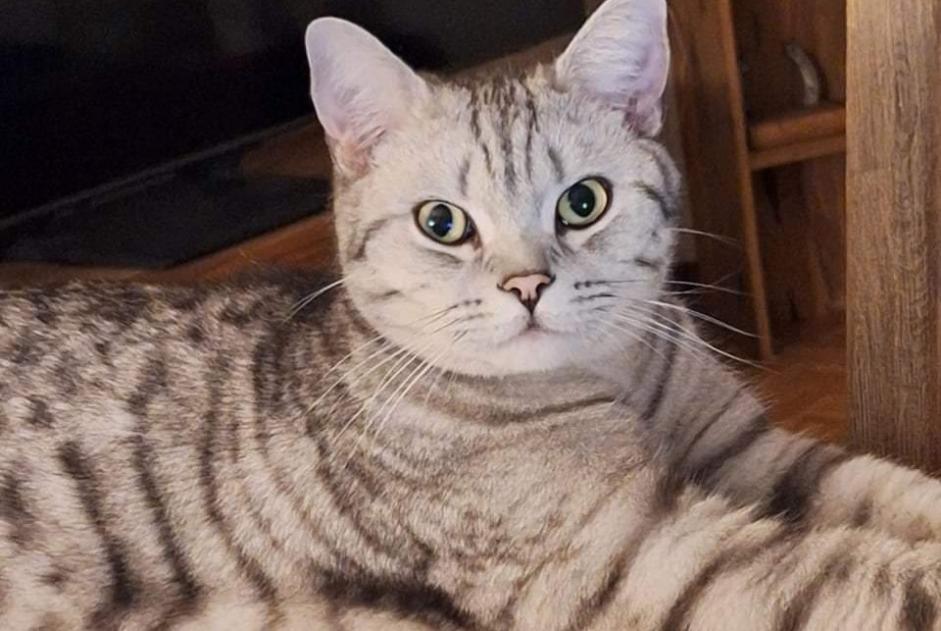 Alerta de Desaparición Gato  Macho , 1 años Givisiez Suiza