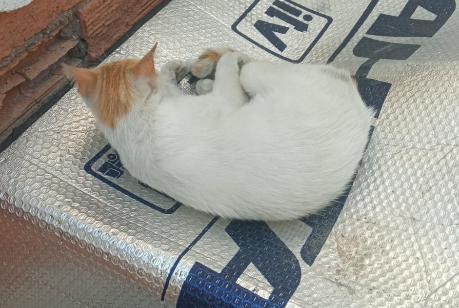 Alerta de Desaparición Gato Hembra , 3 años Murcia España