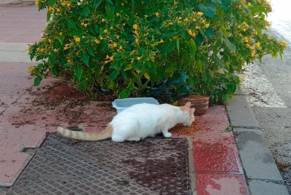 Alerta de Desaparición Gato Hembra , 3 años Murcia España