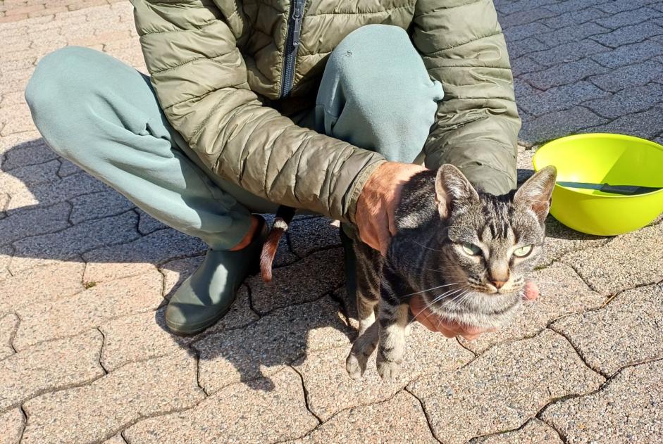 Alerta de Hallazgo Gato cruce Macho Riaz Suiza