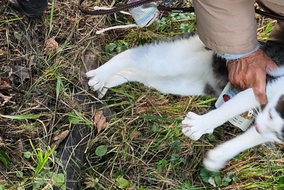 Alerta de Hallazgo Gato Desconocido Villaz Suiza