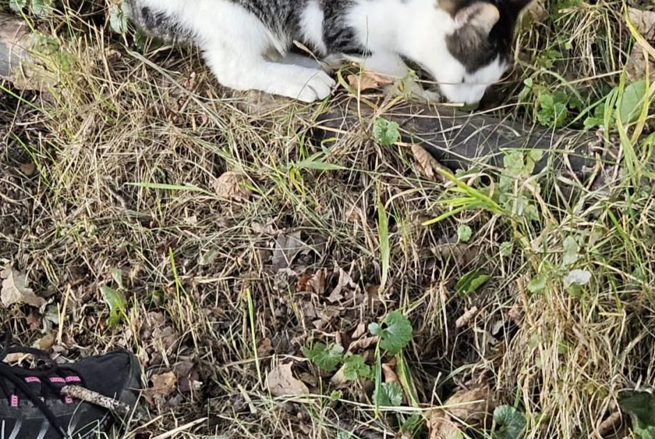 Alerta de Hallazgo Gato Desconocido Villaz Suiza