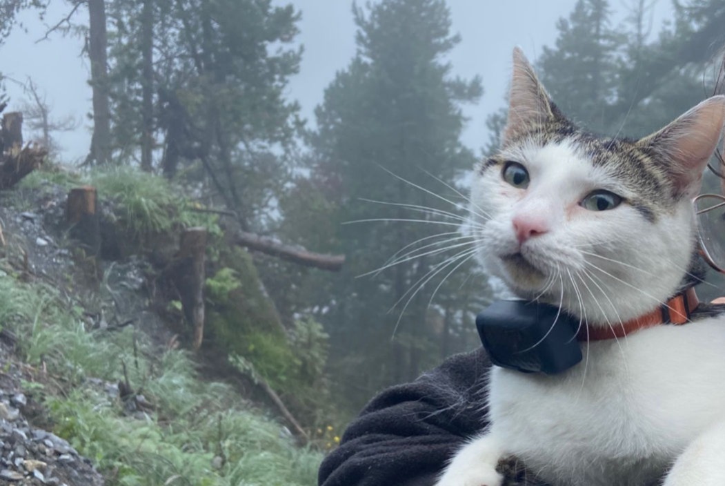 Alerta de Desaparición Gato Macho , 3 años Kandersteg Suiza