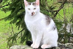 Alerta de Desaparición Gato Hembra , 1 años Ottignies-Louvain-la-Neuve Bélgica