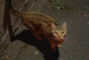 Alerta de Hallazgo Gato Desconocido Tours Francia