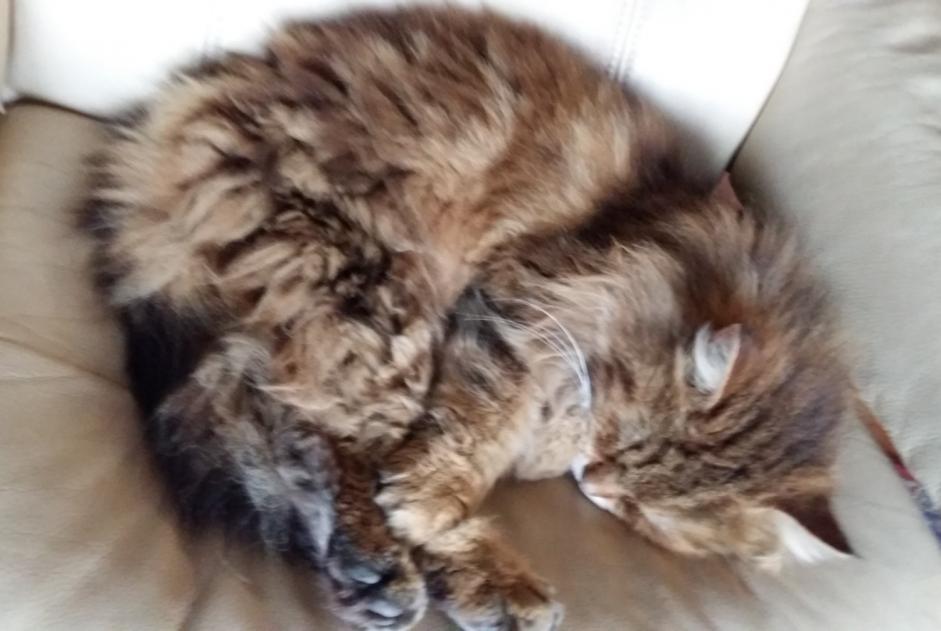 Alerta de Desaparición Gato Macho , 12 años Grenoble Francia