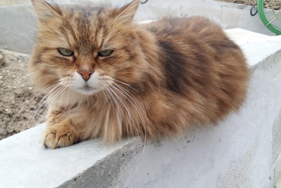 Alerta de Desaparición Gato Macho , 12 años Grenoble Francia