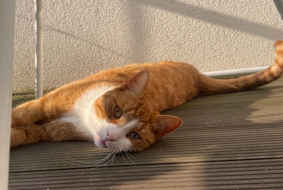 Alerta de Desaparición Gato cruce Macho , 4 años Grimbergen Bélgica