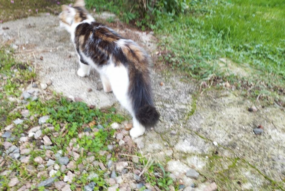 Alerta de Hallazgo Gato Desconocido Monéteau Francia