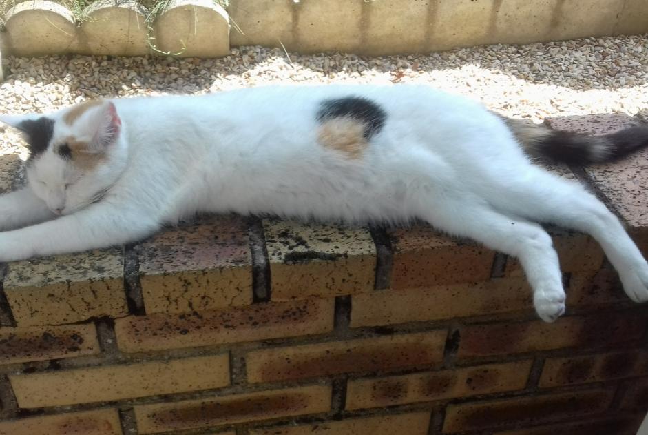 Alerta de Desaparición Gato cruce Hembra , 11 años Châtellerault Francia