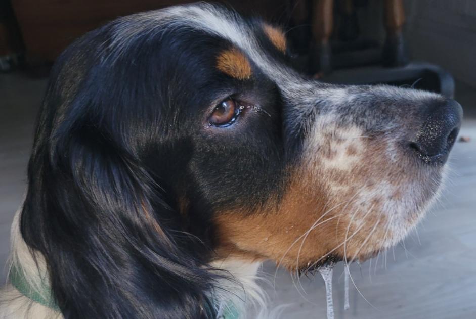 Alerta de Desaparición Perro  Macho , 2 años Arcisses Francia