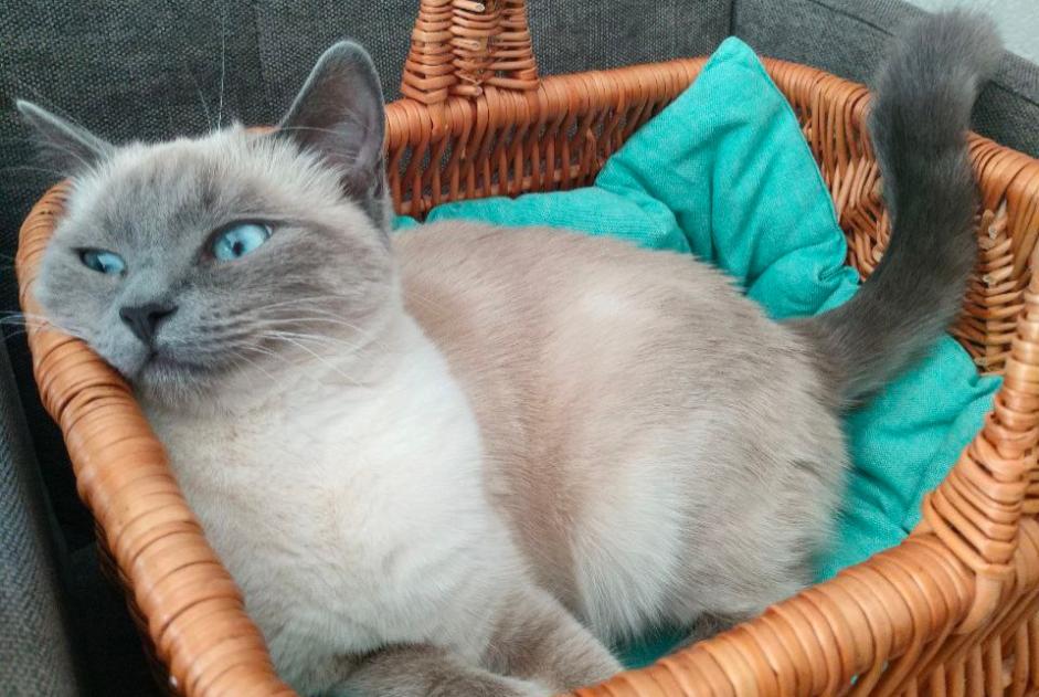 Alerta de Desaparición Gato  Hembra , 3 años Saint-Oyens Suiza