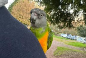 Alerta de Hallazgo Pájaro Desconocido Creutzwald Francia