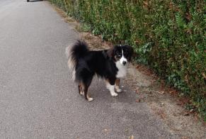 Alerta de Hallazgo Perro  Macho Collonge-Bellerive Suiza