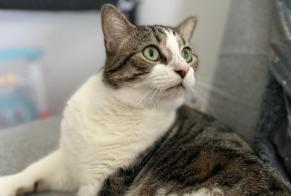 Alerta de Desaparición Gato Macho , 2 años Chevigny-Saint-Sauveur Francia