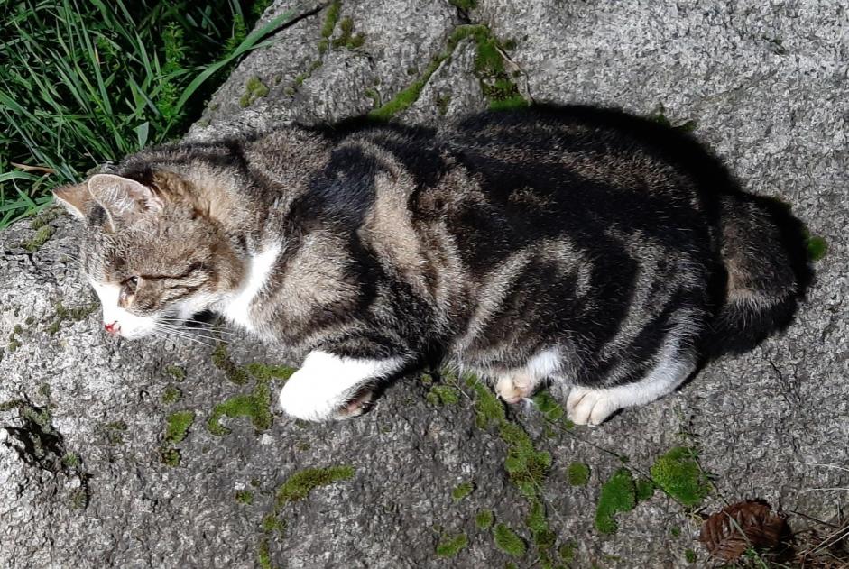 Alerta de Hallazgo Gato cruce Desconocido Baulmes Suiza