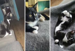 Alerta de Desaparición Gato Hembra , 0 años Noisy-le-Roi Francia