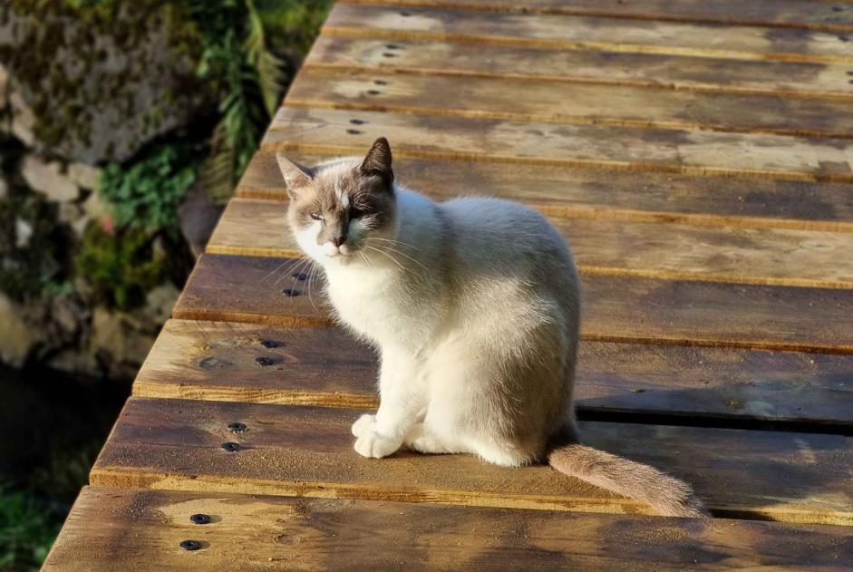 Alerta de Hallazgo Gato cruce Desconocido Sourniac Francia