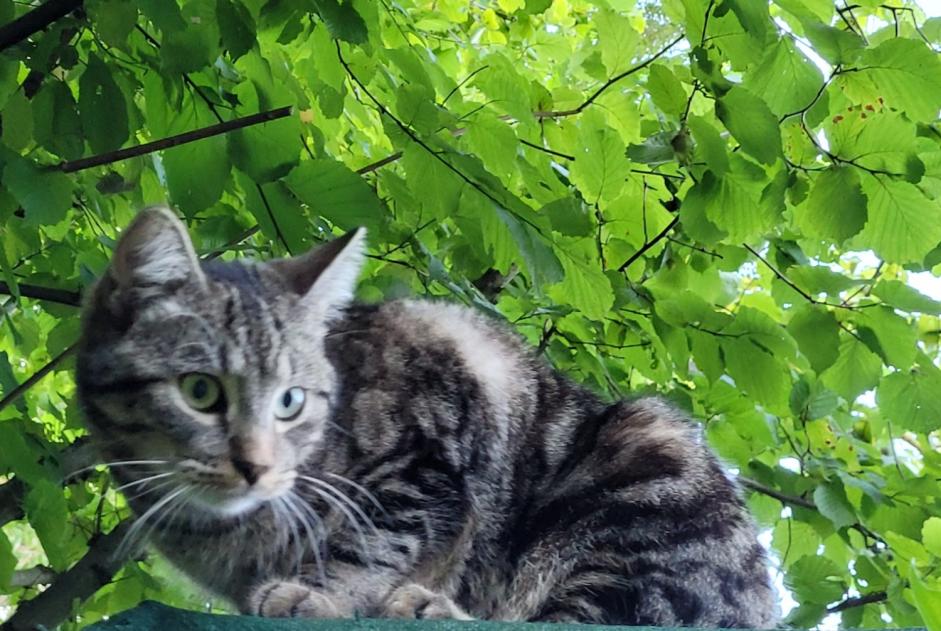 Alerta de Desaparición Gato cruce Macho , 1 años Ottignies-Louvain-la-Neuve Bélgica