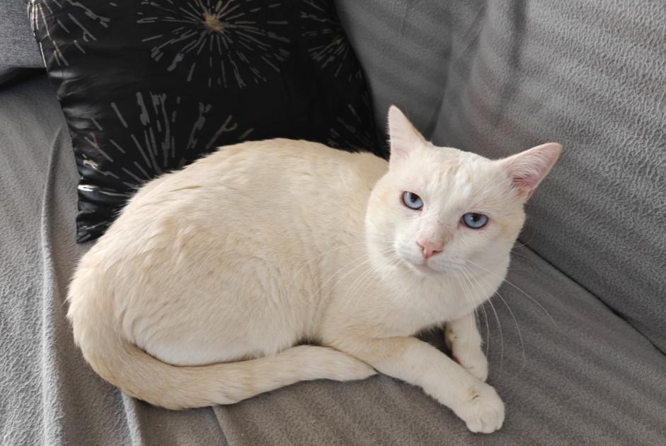 Alerta de Desaparición Gato  Macho , 4 años Sion Suiza