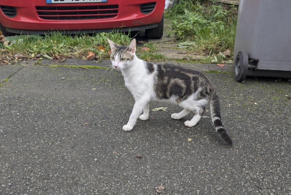 Alerta de Hallazgo Gato Hembra Villeneuve-d'Ascq Francia