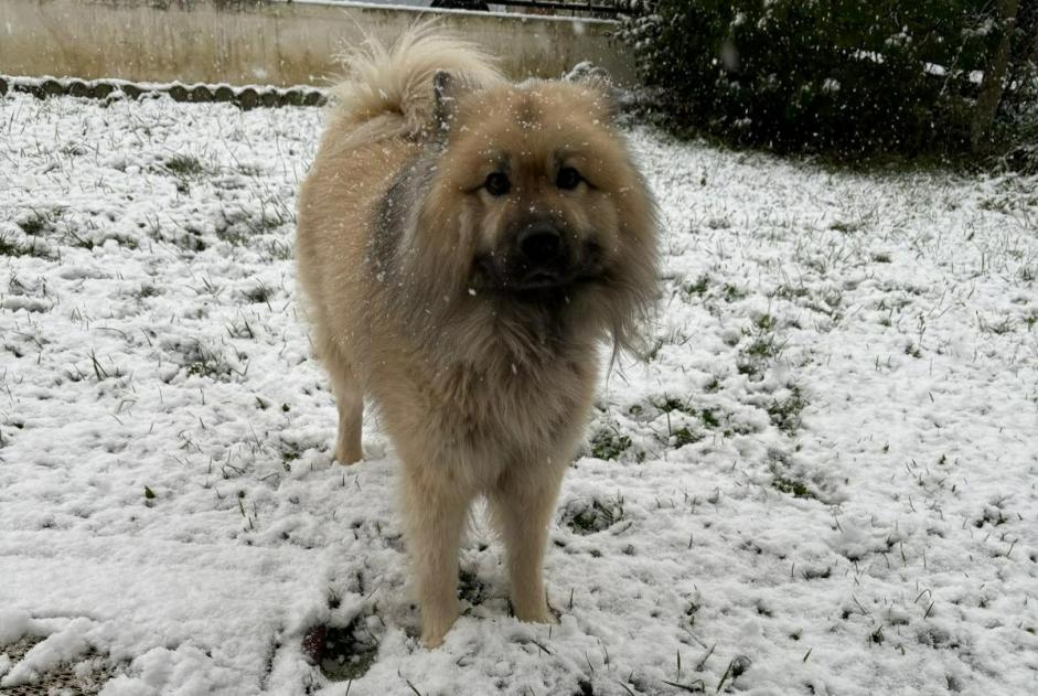 Alerta de Desaparición Perro  Macho , 7 años Saint-Mard Francia