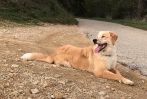 Alerta de Desaparición Perro cruce Hembra , 0 años Saint-Agrève Francia