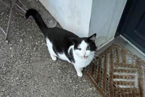 Alerta de Hallazgo Gato Macho Marcellaz-Albanais Francia