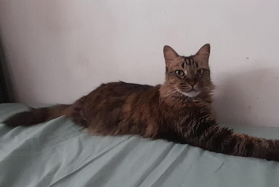 Alerta de Desaparición Gato Hembra , 7 años Saint-Denis Francia