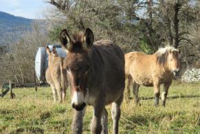 Alerta de Desaparición Caballo Macho , 2024 años Retournac Francia