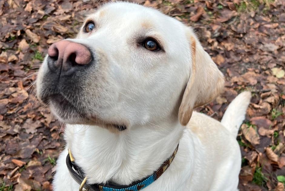 Alerta de Desaparición Perro  Macho , 12 años Avilly-Saint-Léonard Francia