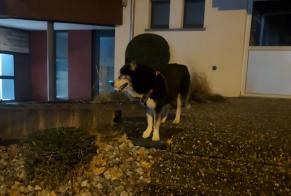 Alerta de Hallazgo Perro  Desconocido Haguenau Francia